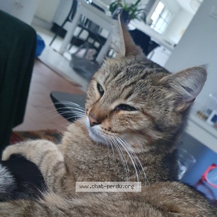 Photo de chat perdu à Urcuit