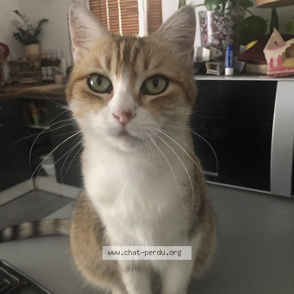 Photo de chat perdu à Cerons