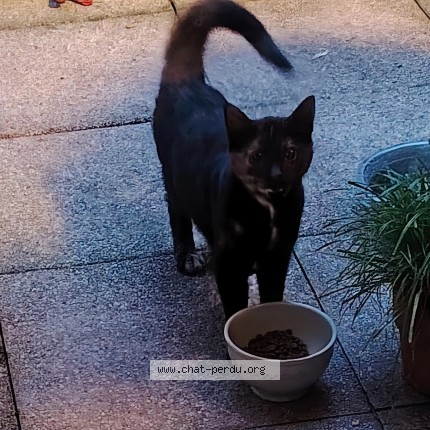 Photo de chat trouvé à Paris