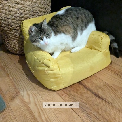 Photo de chat perdu à Athos Aspis