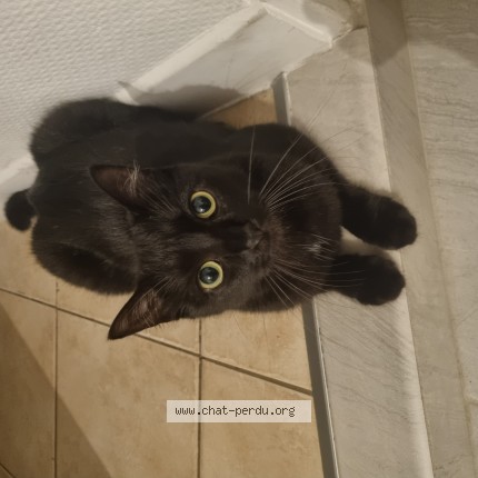 Photo de chat perdu à Gemozac