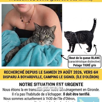 Photo de chat perdu à Boyardville