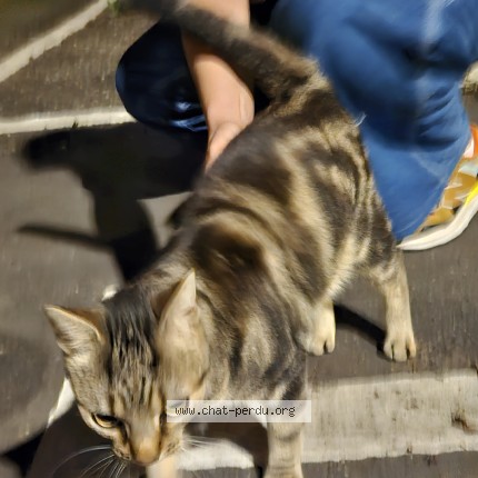 Photo de chat trouvé à Nancy