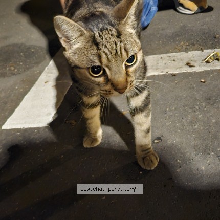 Photo 2/2 Chat trouvé Trouvé à Nancy