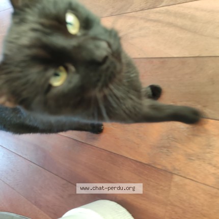 Photo de chat perdu à Meudon
