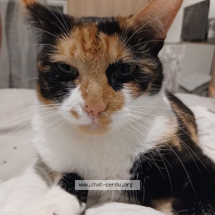 Photo de chat perdu à Ambilly