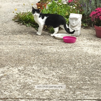 Photo 1/1 Chat trouvé Trouvé à Lecluse