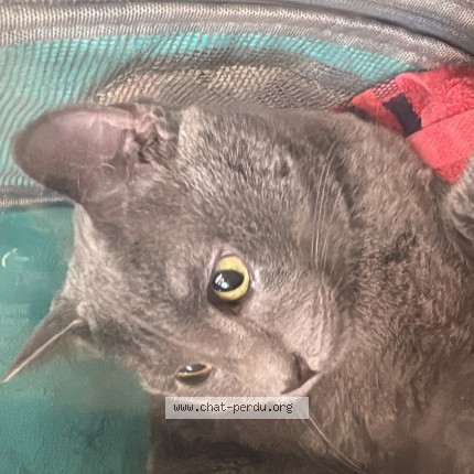 Photo 1/1 zouzou Chat perdu à Cran Gevrier