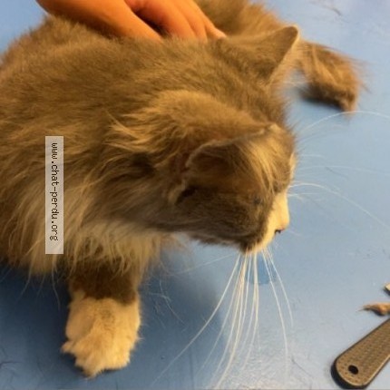 Photo de chat trouvé à Frejus