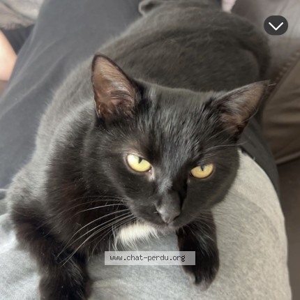 Photo 1/1 Chat retrouvé Perdu à Corcelles Sur Chavornay