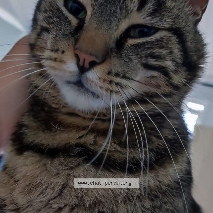 Photo de chat perdu à Frontignan