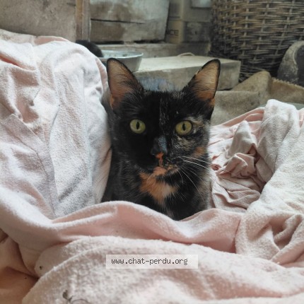 Photo 1/1 Chat trouvé Trouvé à Montauban