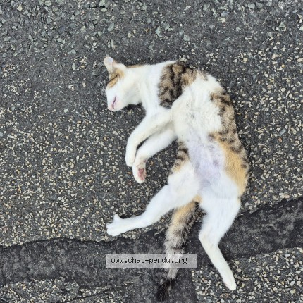Photo 1/1 Chat trouvé Trouvé à Entre Neuville Et Cergy