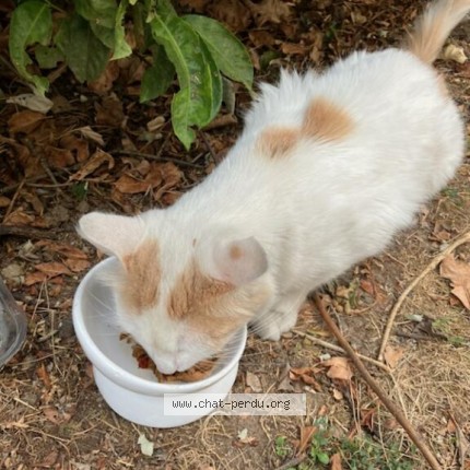 Photo 1/1 Chat retrouvé Trouvé à Vaulx En Velin