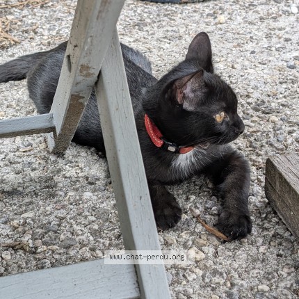 Photo de chat perdu à Saint Medard En Jalles