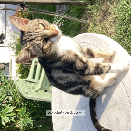 Photo de chat trouvé à Villeneuve Sur Lot