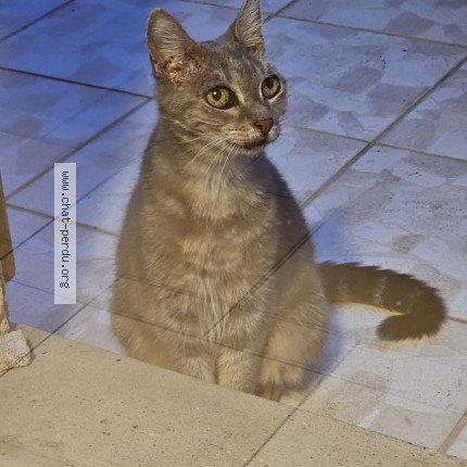 Photo 2/3 Chat trouvé Trouvé à Grigny Sur Rhone