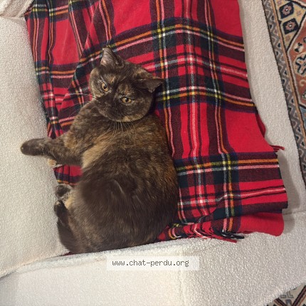 Photo de chat perdu à Croissy Sur Seine
