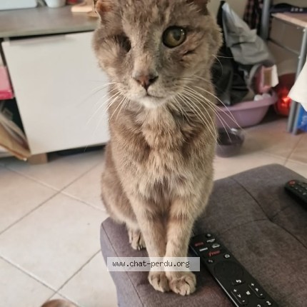 Photo 1/1 Gribouille Chat perdu à Drap