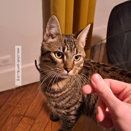 Photo de chat perdu à Versailles