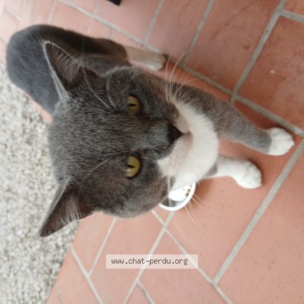 Photo de chat trouvé à Grasse