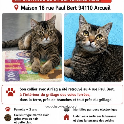 Photo 1/1 isys Chat perdu à Arcueil