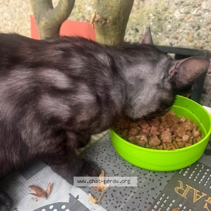 Photo de chat trouvé à Rouen