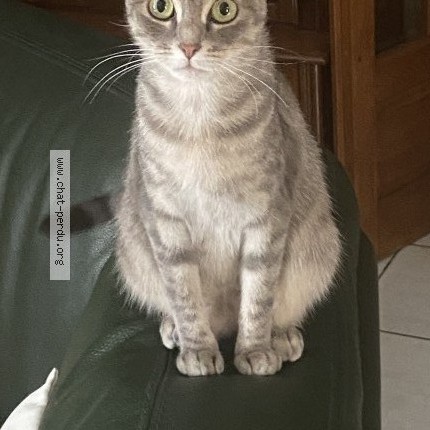 Photo 1/2 Nala Chat perdu à Mondragon