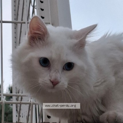 Photo de chat trouvé à Montpellier