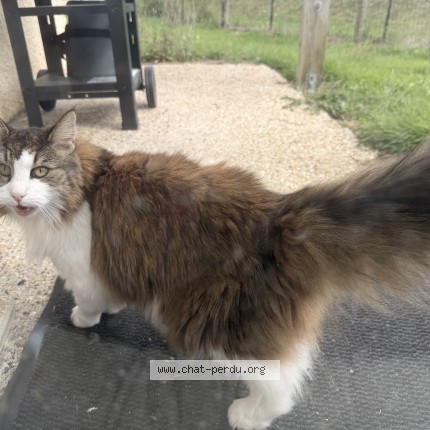 Photo de chat trouvé à Barentin