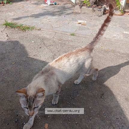 Photo de chat trouvé à Pailhes
