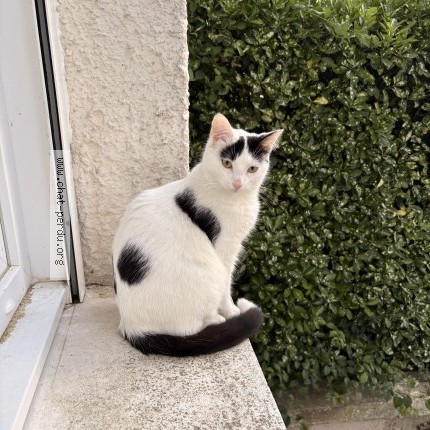 Photo de chat perdu à Chatellerault
