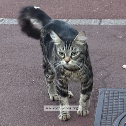 Photo 1/2 Chat trouvé Trouvé à Tourcoing