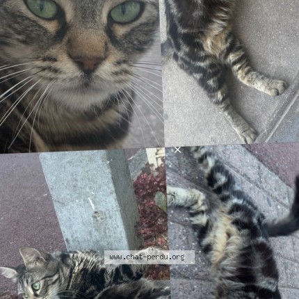 Photo 2/2 Chat trouvé Trouvé à Tourcoing