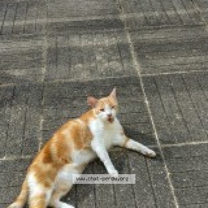 Photo de chat trouvé à Quimper