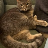 Tika