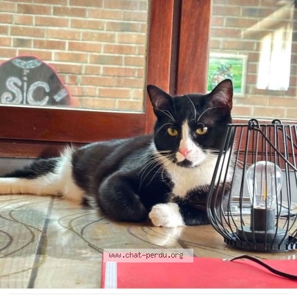 Photo 1/1 Bidule Chat perdu à Dunkerque Rosendael