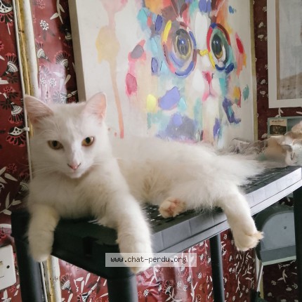 Photo de chat perdu à Bourges