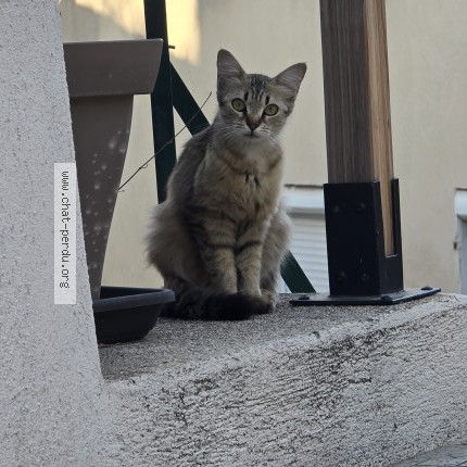 Photo 1/1 Chat trouvé Trouvé à Marseille