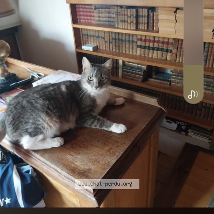 Photo 1/1 Kitty Chat perdu à Paris