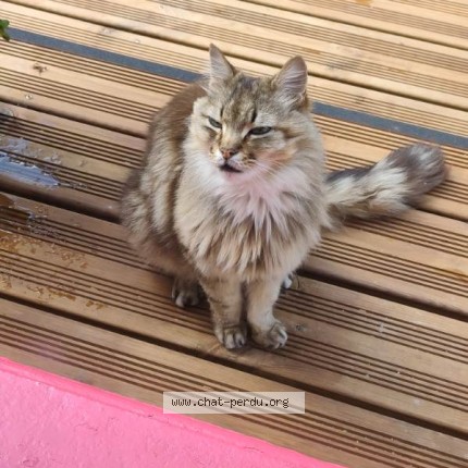 Photo 1/1 Chat trouvé Trouvé à Guilers