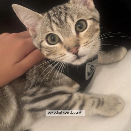 Photo de chat perdu à Bourg En Bresse