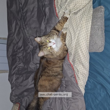 Photo 1/1 Karadoc Chat perdu à Salaise Sur Sanne