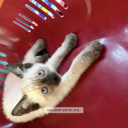 Photo de chat perdu à Toulouse