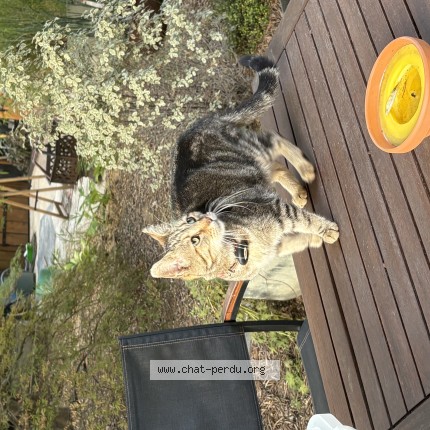Photo de chat trouvé à Ablon Sur Seine