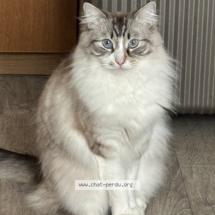 Photo 1/1 minmin Chat perdu à Paris
