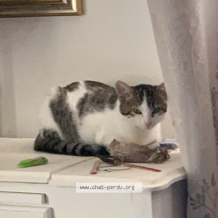 Photo de chat perdu à La Cerlangue
