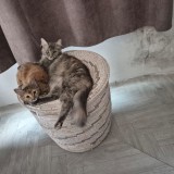 cilly