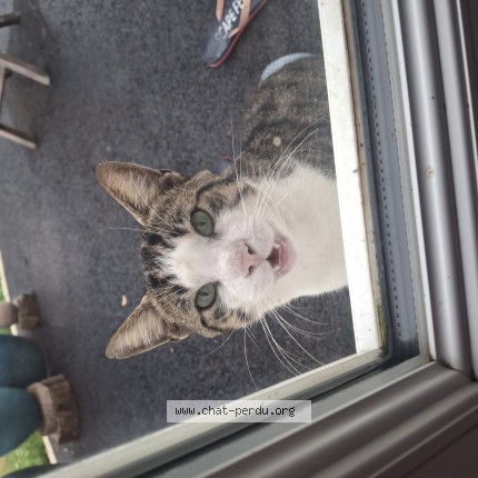 Photo de chat trouvé à La Croisille