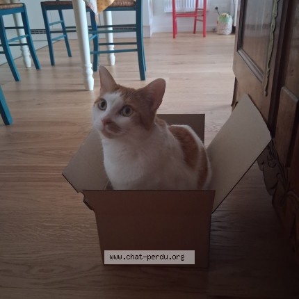 Photo de chat perdu à Bayonne